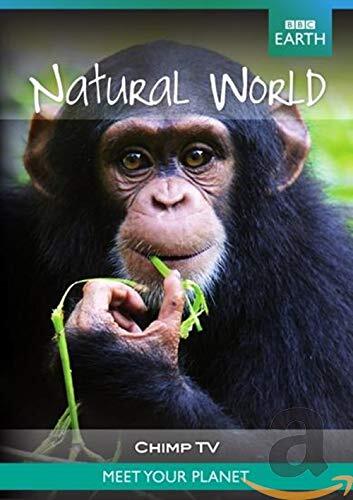 Natural World Collection: Chimp Tv (DVD)