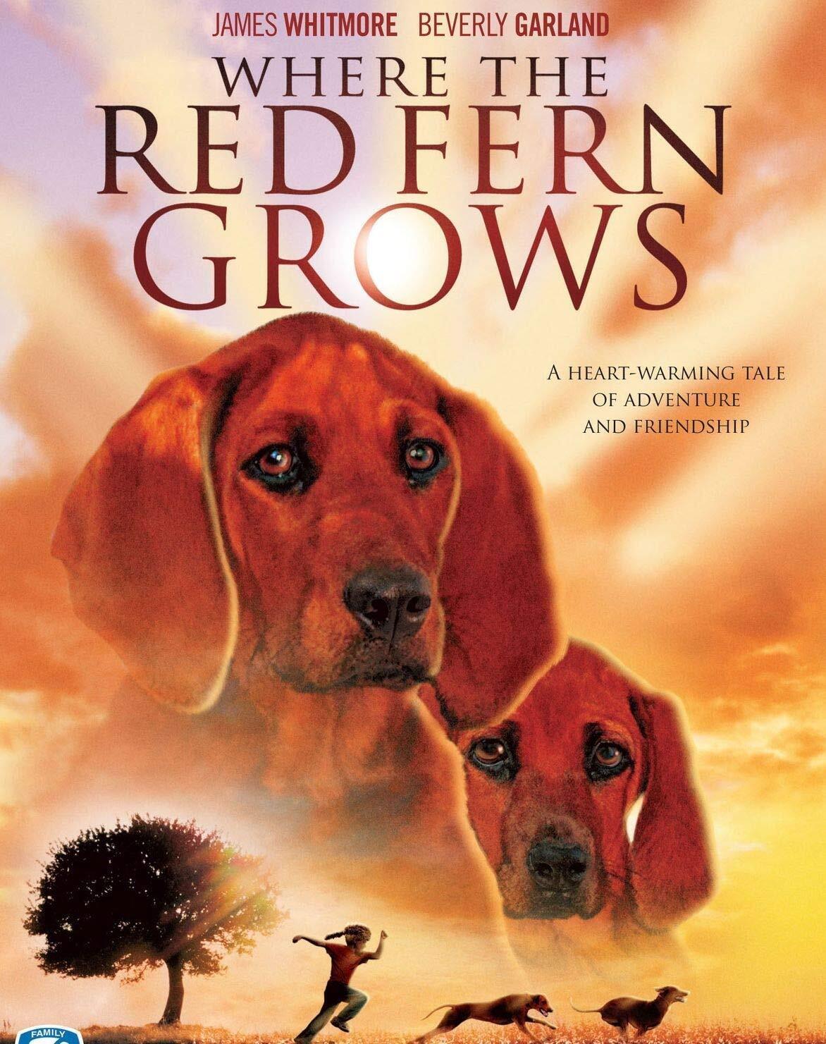 Where The Red Fern Grows (DVD) Beverly Garland Jack Ging James Whitmore