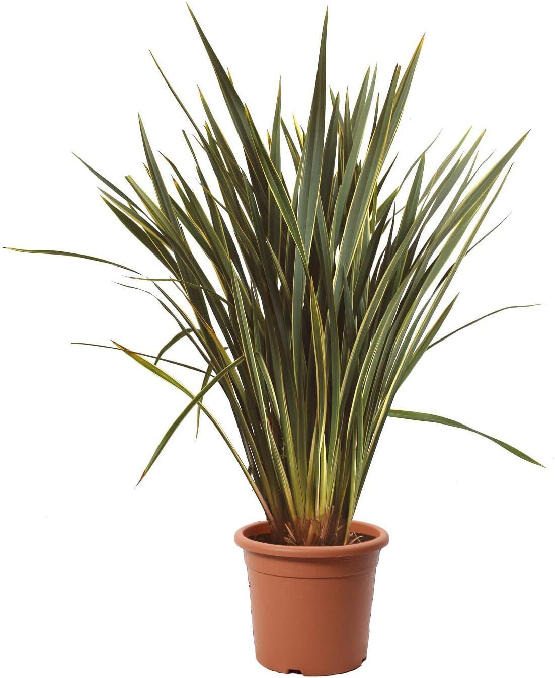 Phormium Tenax Variegatum - Piante da Esterno Resistenti Sempreverdi - KENTIS