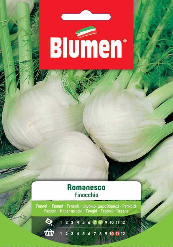 SEMI FINOCCHIO ROMANESCO BLUMEN