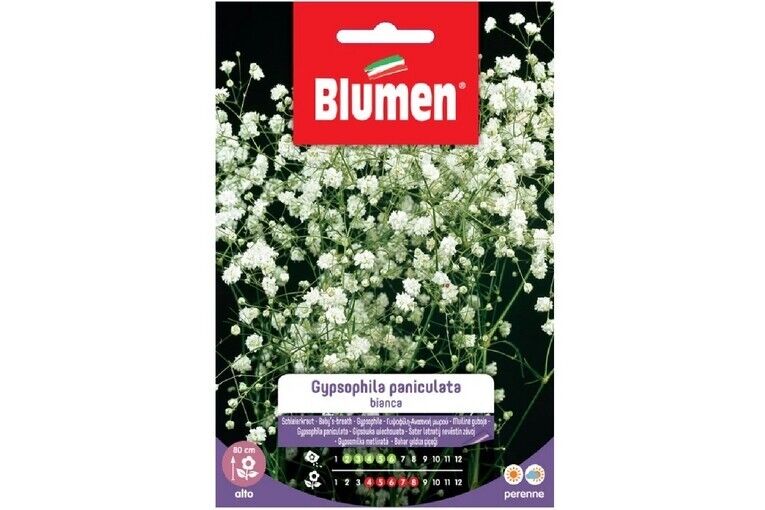 Blumen semi Gypsophila Peniculata Bianca