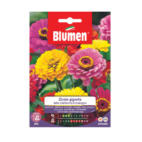 Semi per Fiori Zinnia Gigante California in Miscuglio Blumen