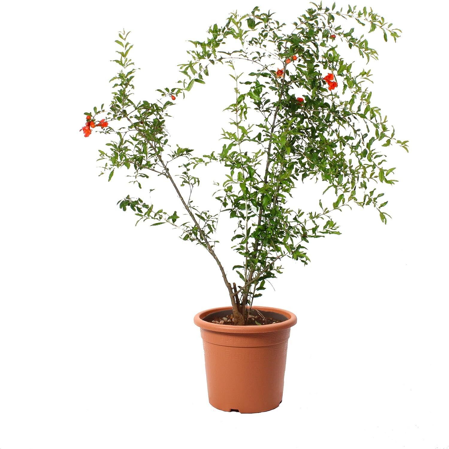 Pianta di Melograno in Vaso - Punica Granatum - Piante Vere da Frutto - Esterno