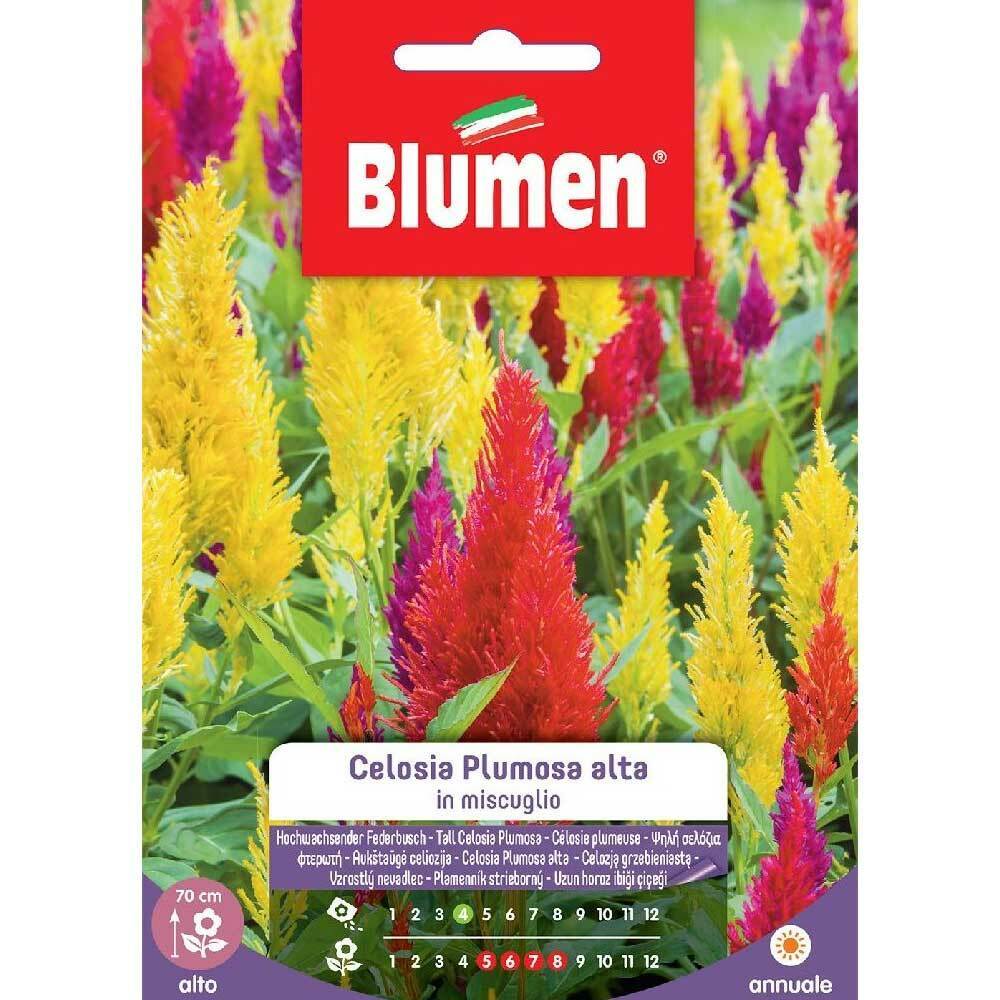 SEMI CELOSIA PLUMOSA MIX BLUMEN