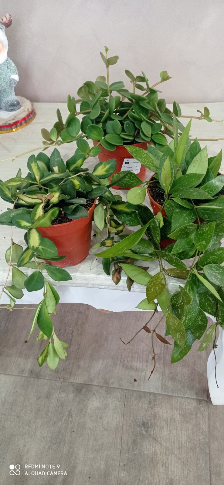 2 PIANTA HOYA +1 PEPEROMIA HOPE FIORE DI CERA TRIS BURTONIE, GRACILIS,HOPE Monet
