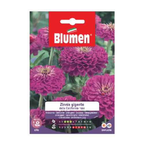 Semi per Fiori Zinnia Gigante California Rosa Blumen