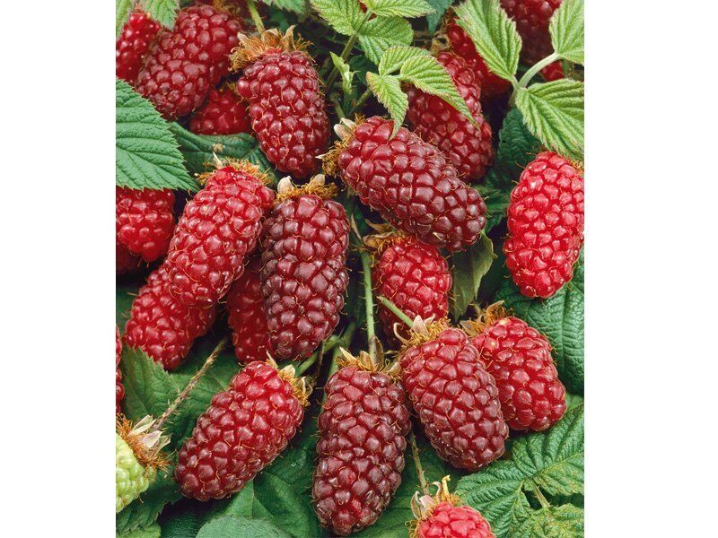RUBUS TAYBERRY (1 PIANTA)
