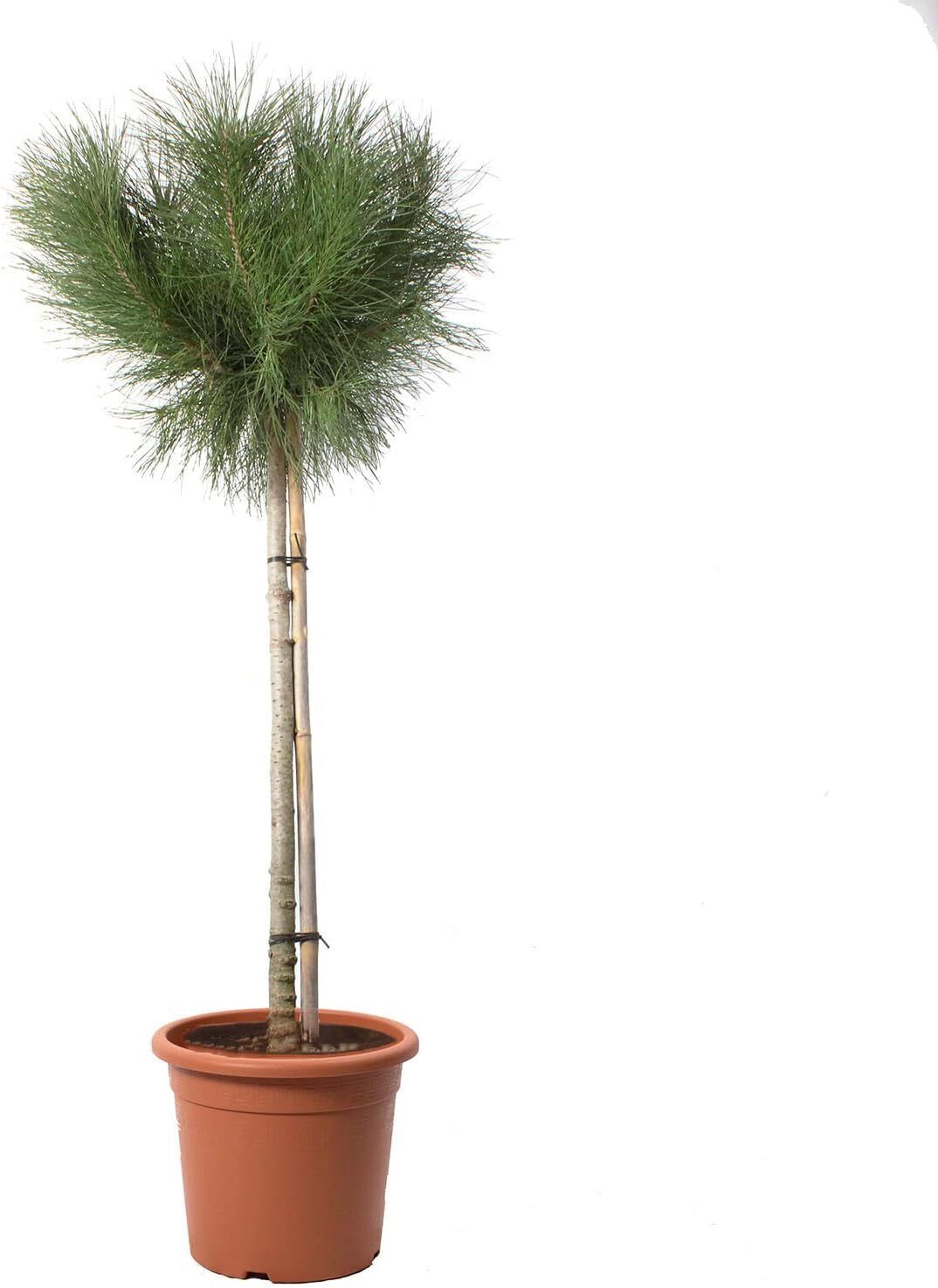 Albero di Pino - Pinus Pinea - Piante Vere da Esterno - Mezzo Fusto