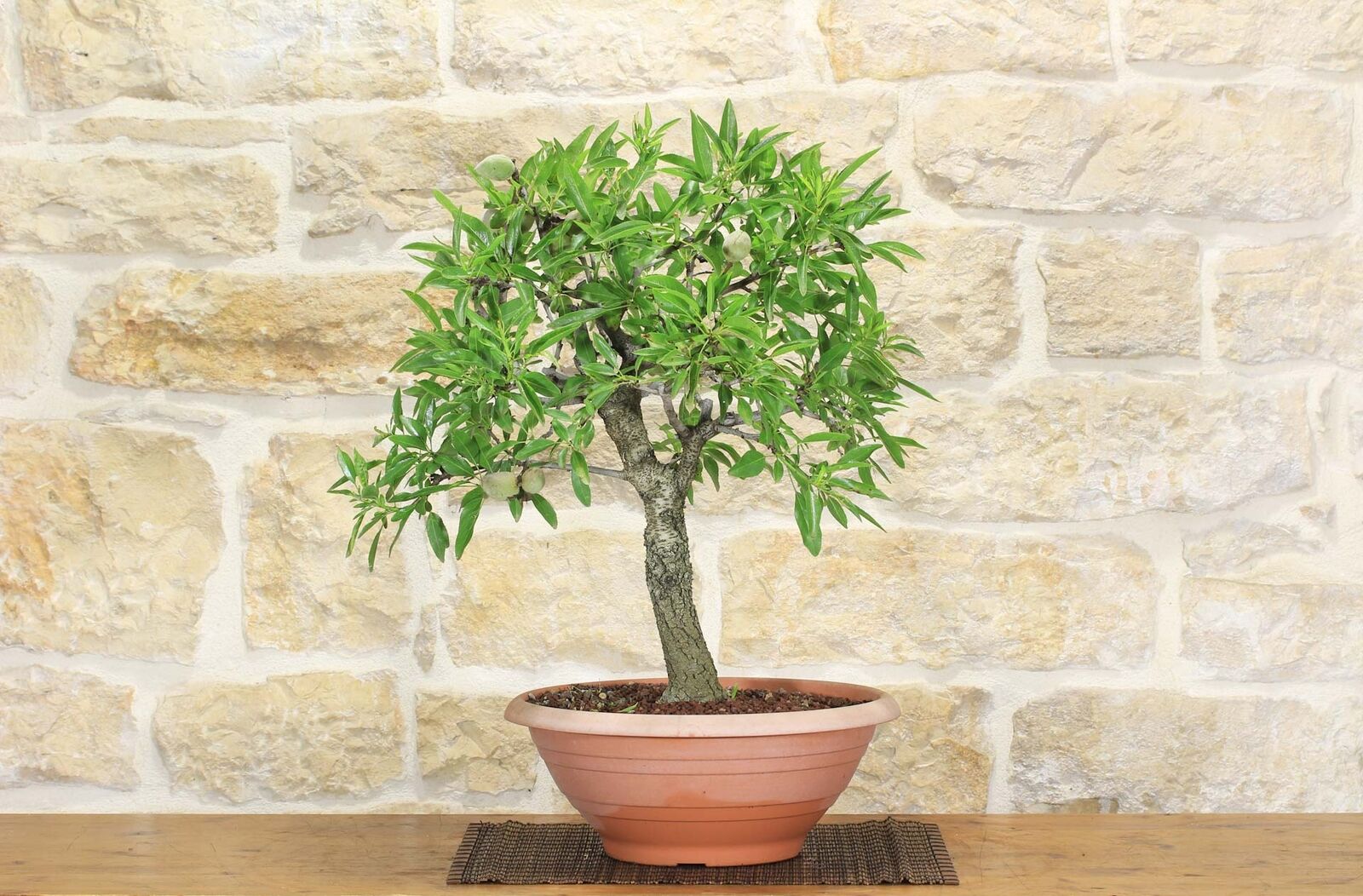 Pre bonsai yamadori di Mandorlo (2)