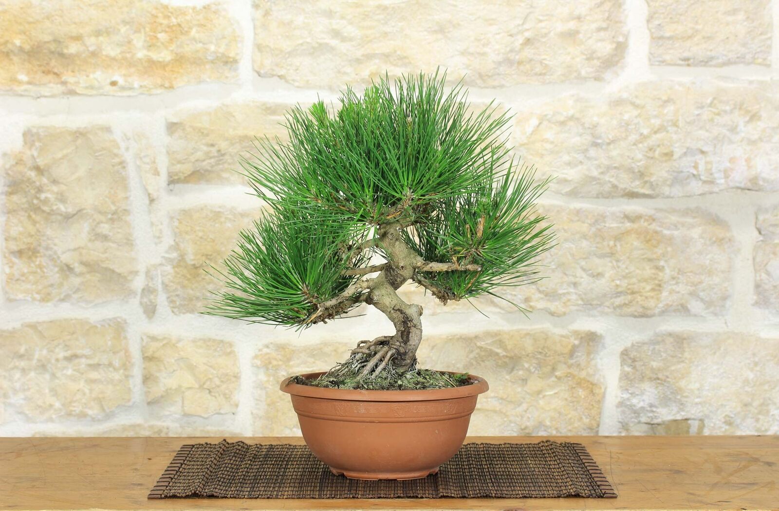 Pre bonsai di Pino Nero Thunbergii (3)
