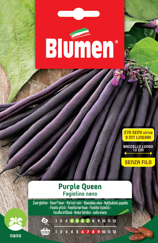 SEMI DI FAGIOLINI NANI PURPLE QUEEN BLUMEN