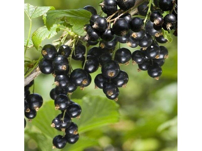 1 PIANTA DI RIBES NERO NOIRE DE BOURGOGNE MATURAZIONE PRECOCE A GIUGNO