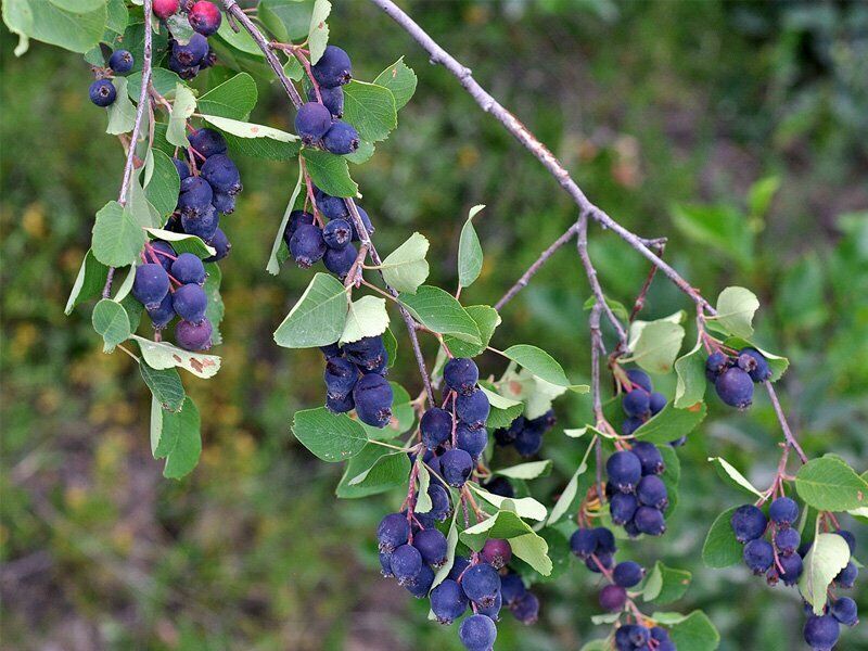 1 PIANTA DI AMELANCHIER ALNIFOLIA O BACCA DEI PICCIONI