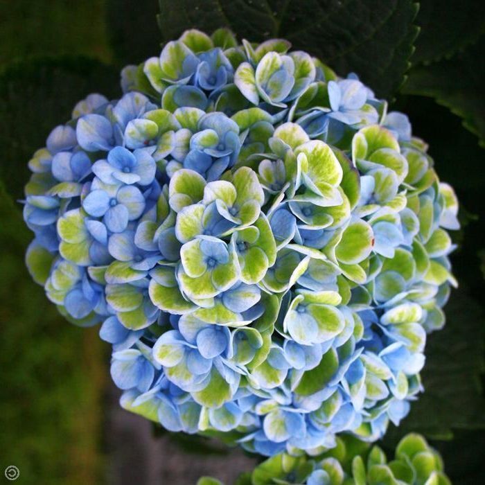 1 PIANTA DI ORTENSIA HYDRANGEA MAGICAL REVOLUTION BLU VASO 14CMcaducifoglia