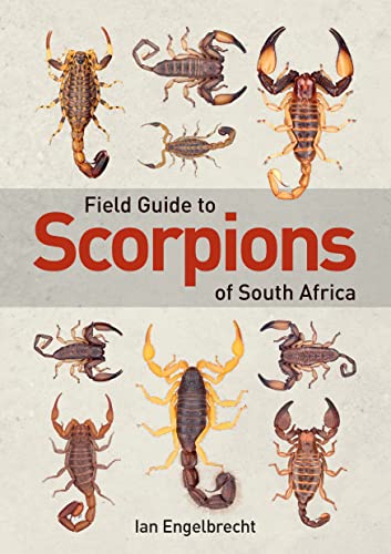 Field Guide To Scorpions Of South Africa