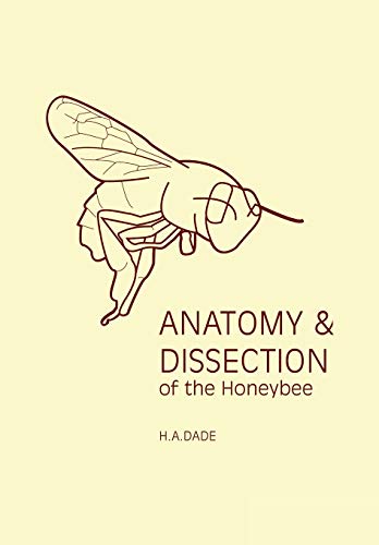 Anatomy And Dissection Of The Honeybee