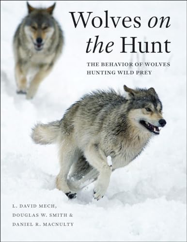 Wolves On The Hunt: The Behavior Of Wolves Hunting Wild Prey