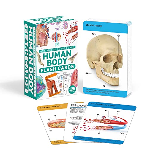 Our World In Pictures Human Body Flash Cards