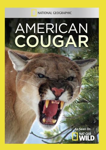 American Cougar