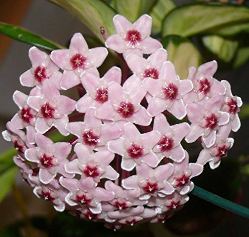 1 Pianta Di Hoya Carnosa Tricolor Fiore Di Cera Vaso 12Cm Perenni