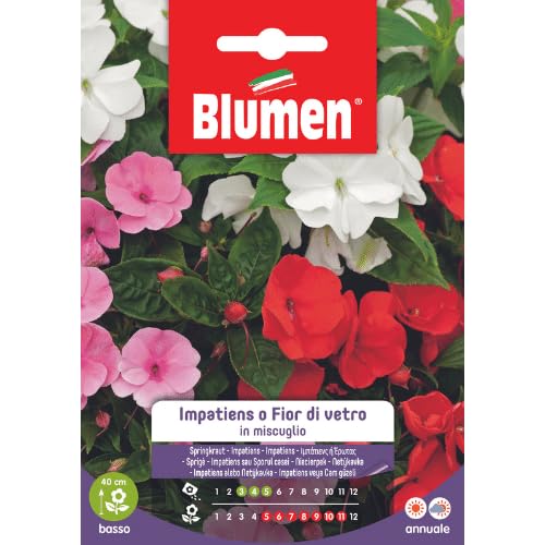 Semi Di Impatiens O Fior Di Vetro In Miscuglio