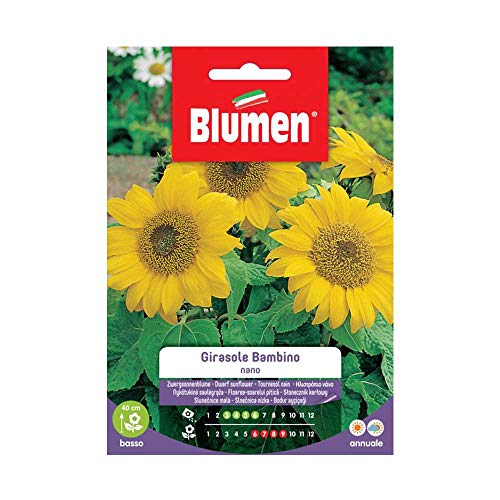 Semi Girasole Bambino Nano Blumen Sementi Fiori