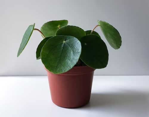 1 Pianta Di Pilea Peperomioides Mini Pianta Delle Monete Vaso 6Cm Da Interno