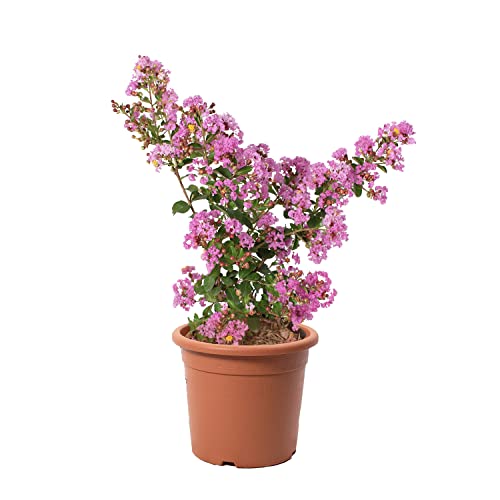 Kentis - Lagerstroemia Indica Viola - Piante Da Esterno Vere Fiorite - Piante Da Giardino In Fiore - H 60-80 Cm Vaso Ø 24 Cm