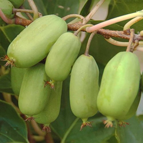 1 Pianta Di Kiwi Arguta Jumbo Verde Pianta Maschio Impollinatore