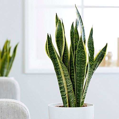 1 Pianta Di Sansevieria Laurentii In Vaso 17Cm Da Interno Appartamento Lingua Di Suocera