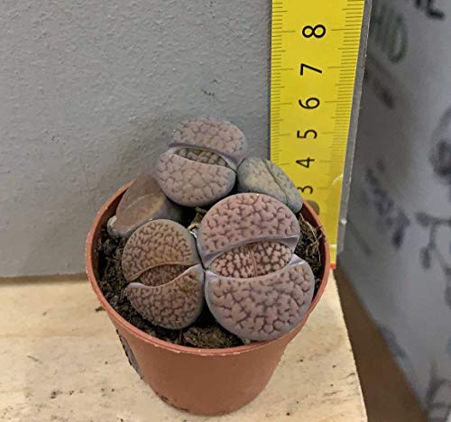 1 Pianta Di Lithops Colore Assortito Vaso 8Cm O Sasso Vivente