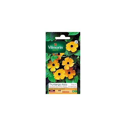 Pacchetto Di Semi Di Vilmorin Thunbergia Alata Suzanne Con Occhi Neri