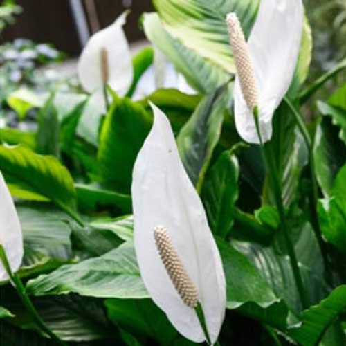 1 Pianta Di Spathiphyllum Sweet Chico Vaso 13Cm Spatifillo Pianta Da Appartamento