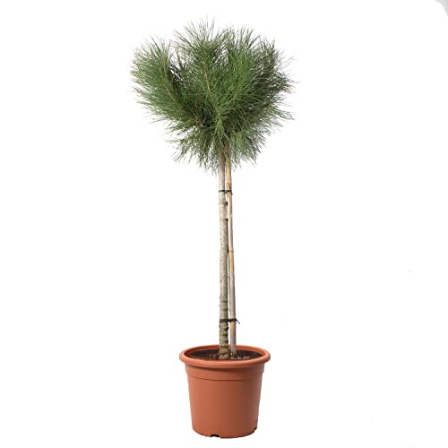 Kentis - Albero Di Pino - Pinus Pinea - Piante Vere Da Esterno - Pianta Ornamentale Da Giardino - H 125-150 Cm Vaso Ø 30 Cm Mezzo Fusto