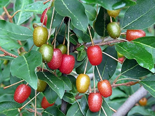 1 Pianta Di Eleagnus Ebbingei Umbellata