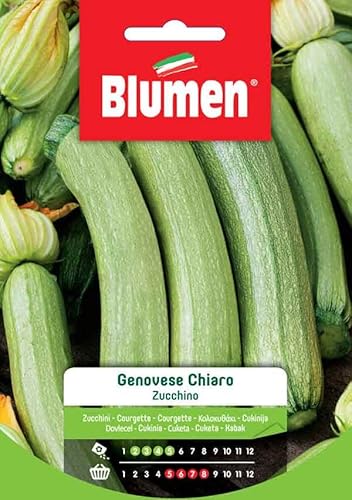 Semi Zucchino Genovese Chiaro Blumen Sementi Orto