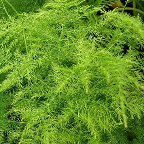 1 Pianta Di Asparagus Plumosus Vaso 12Cm Asparagina Da Interno