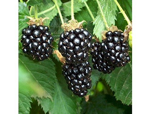 1 Pianta Di Mora Chester Rubus Fruticosus Dai Frutti Grandi E Dolci