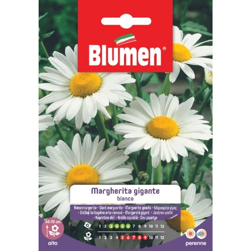Semi Margherita Gigante Bianca Blumen Sementi