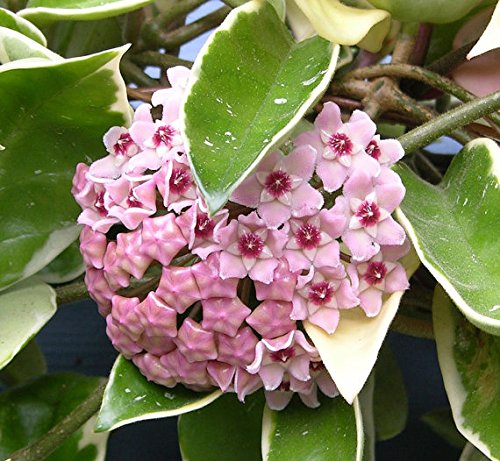 1 Pianta Hoya Krimson Queen Fiore Di Cera Vaso 12Cm Perenni