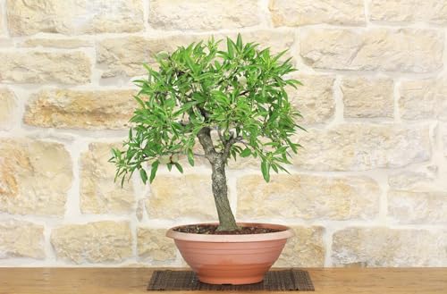 Pre Bonsai Yamadori Di Mandorlo (2)