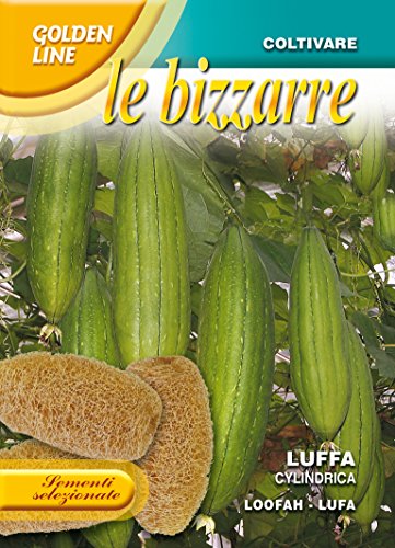 Peraga Bustina Con Semi Di Luffa Cilindrica