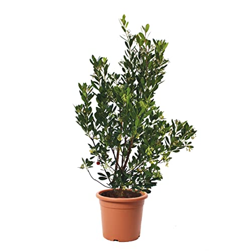 Kentis - Arbutus Unedo Corbezzolo - Piante Da Esterno Vere - Pianta Da Giardino - Albero Da Frutto - H 125-150 Cm Vaso Ø 30 Cm