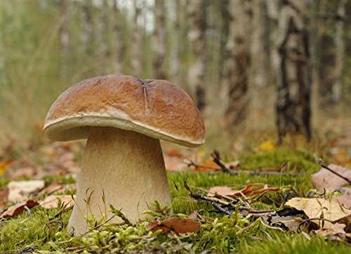 Boletus Edulis, Micelio Per Piantare Funghi