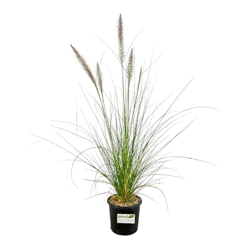 Pianta Di Pennisetum Alopecuroides Erba Delle Fontane H50Cm Pampas Foto Reale Amdgarden