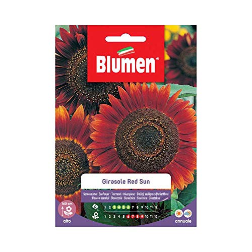 Semi Girasole Red Sun Blumen Sementi Fiori