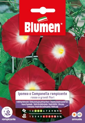 Ipomea Campanella Rampicante Rossa