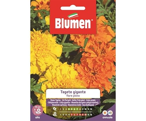 Semi Tagete Gigante Fiore Pieno Blumen Fiori