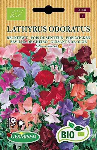 Germisem Biologico Lathyrus Odoratus Semi Di Piselli Dolci 3 G