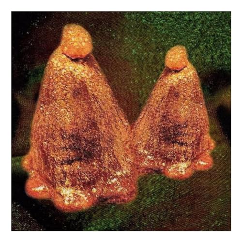 Oocyte Oil & Stolen Androg (Vinyl Green)